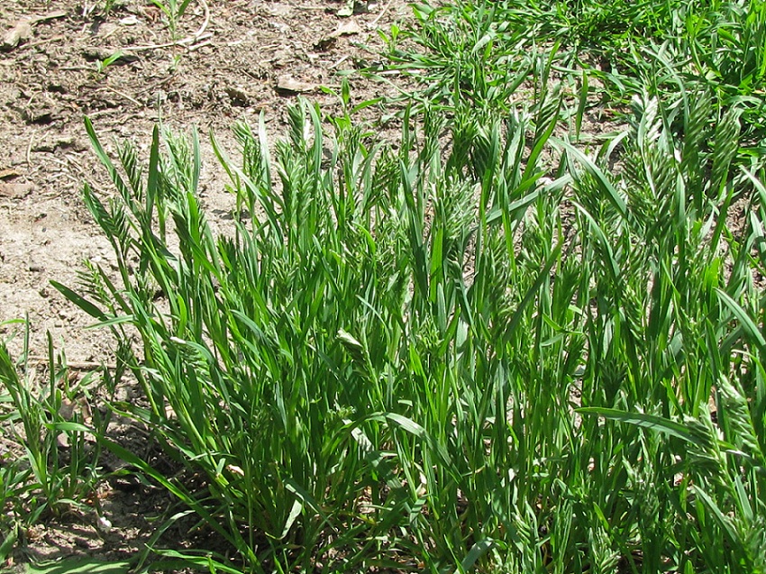 Image of Sclerochloa dura specimen.