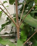 Macadamia tetraphylla