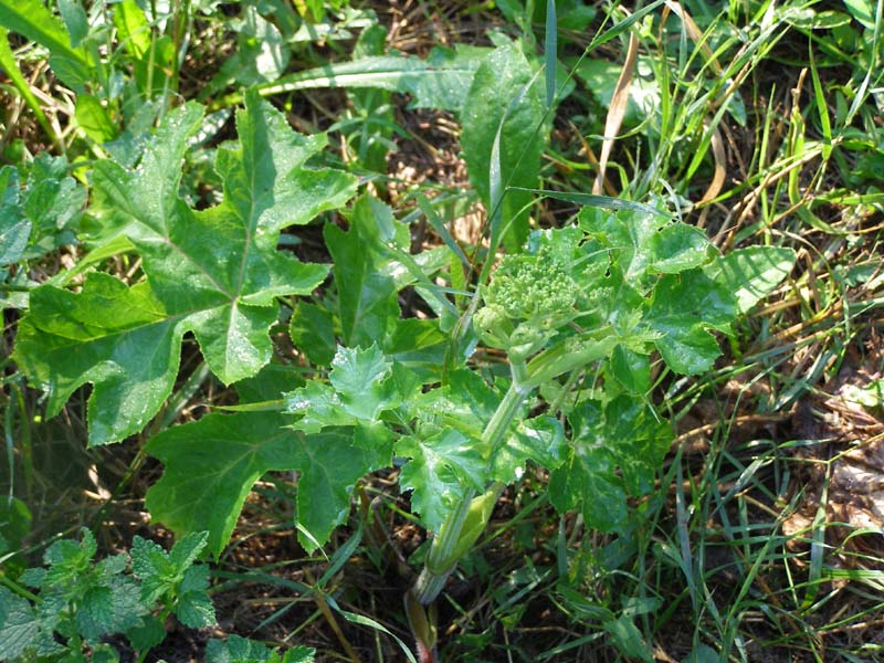 Изображение особи Heracleum sibiricum.