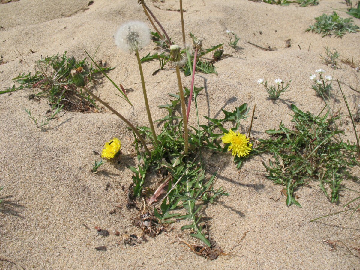 Image of Taraxacum longicorne specimen.