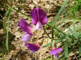 Lathyrus digitatus