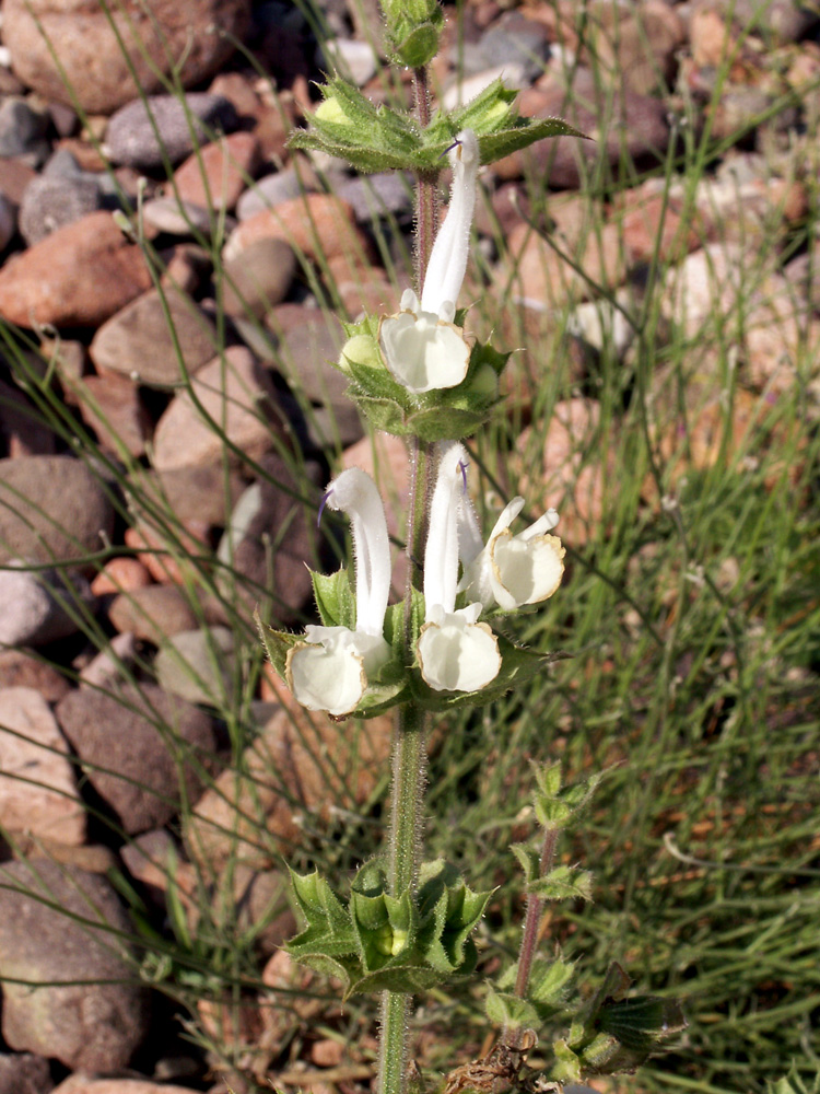 Изображение особи Salvia sclarea.