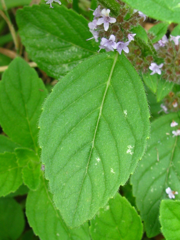 Изображение особи Mentha arvensis.