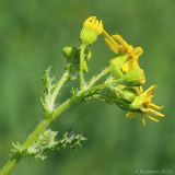 Senecio vernalis