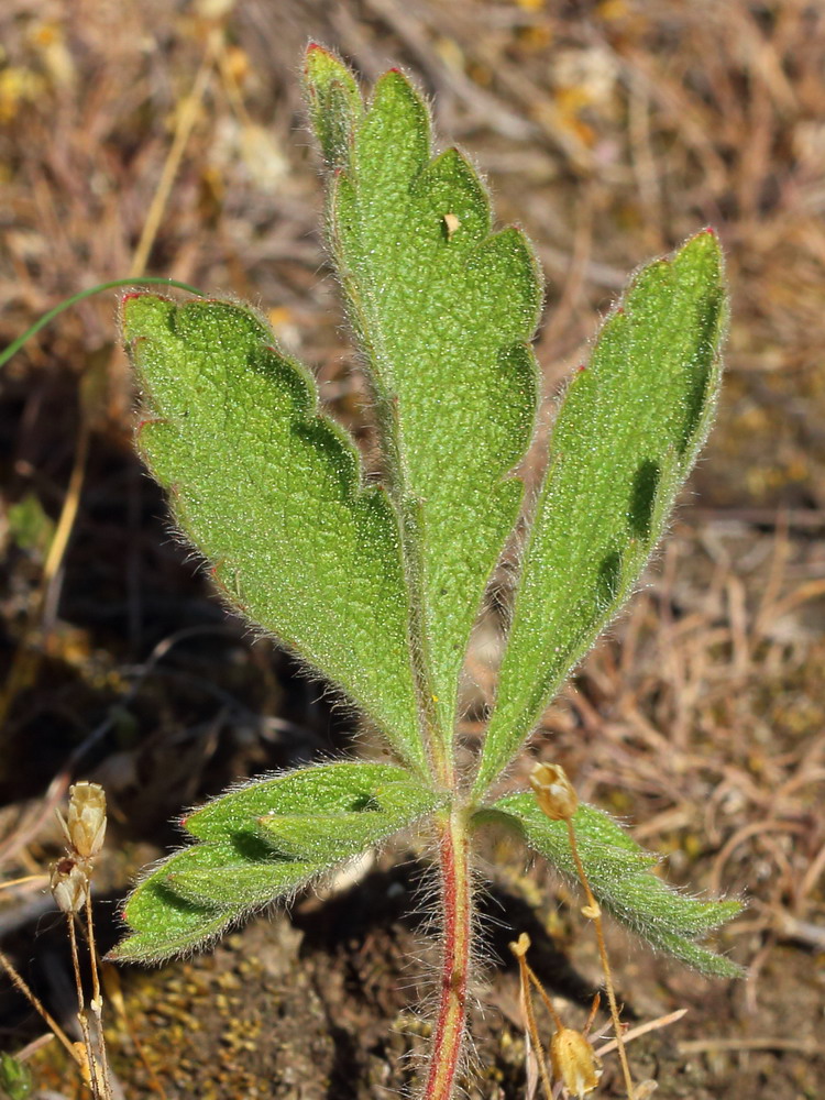 Image of Potentilla astracanica specimen.