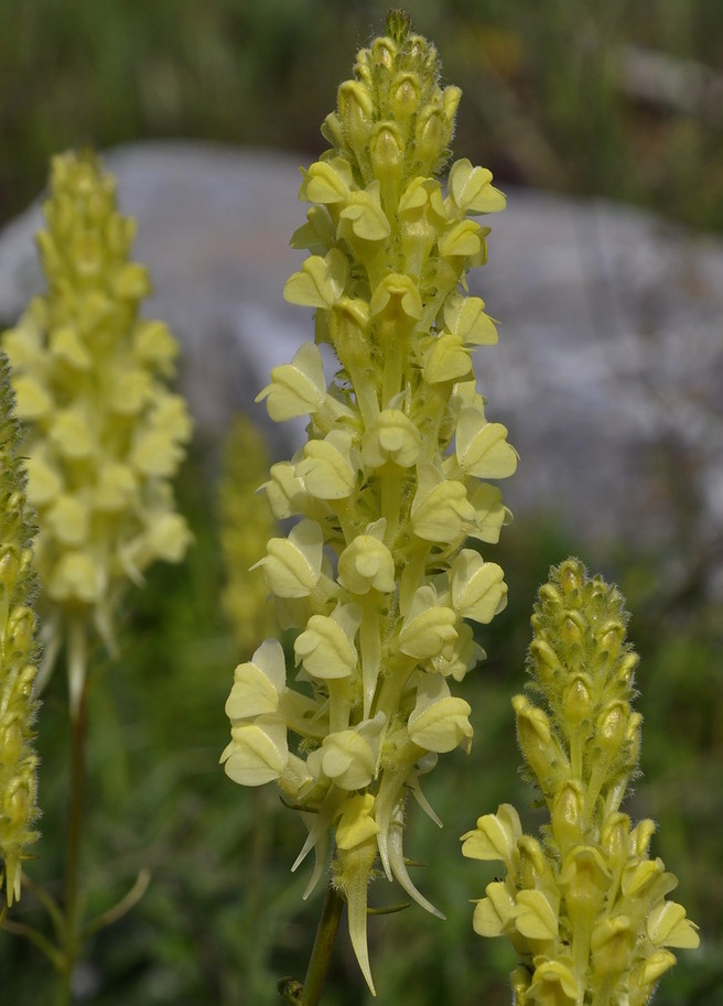 Изображение особи Linaria peloponnesiaca.