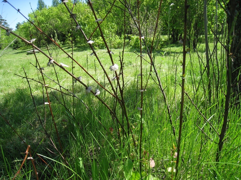 Image of Berberis koreana specimen.