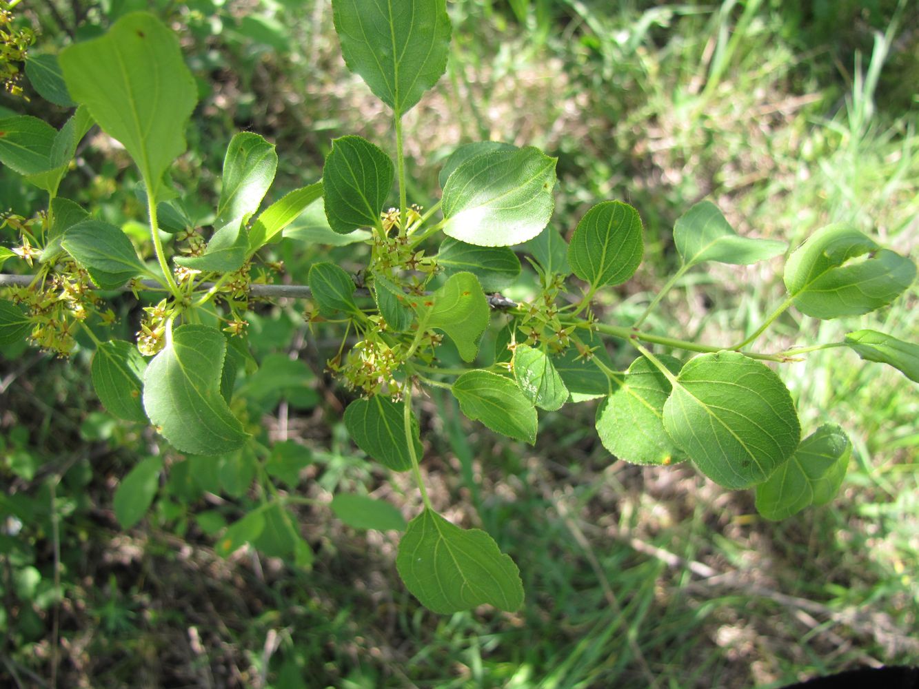 Изображение особи Rhamnus cathartica.