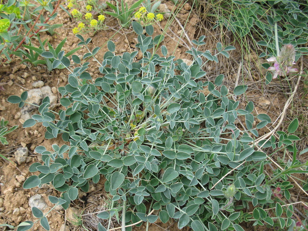 Image of Hedysarum candidum specimen.