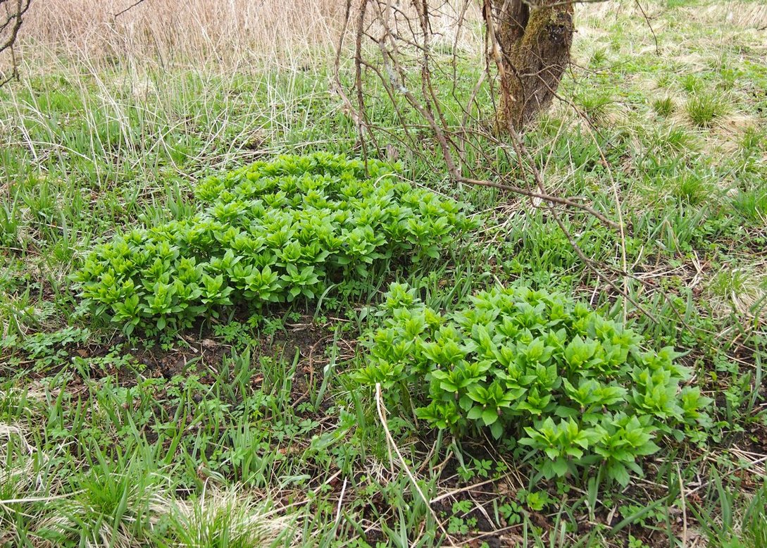 Изображение особи Scopolia carniolica.