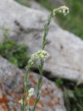 Draba stylaris