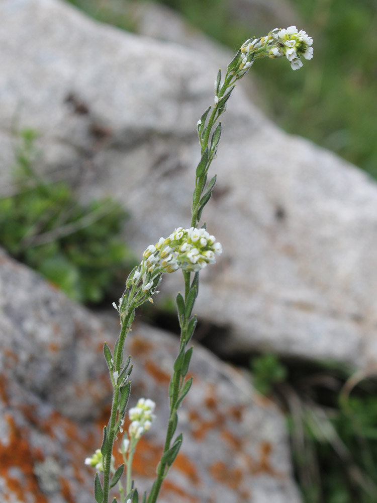 Изображение особи Draba stylaris.