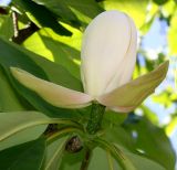 Magnolia hypoleuca