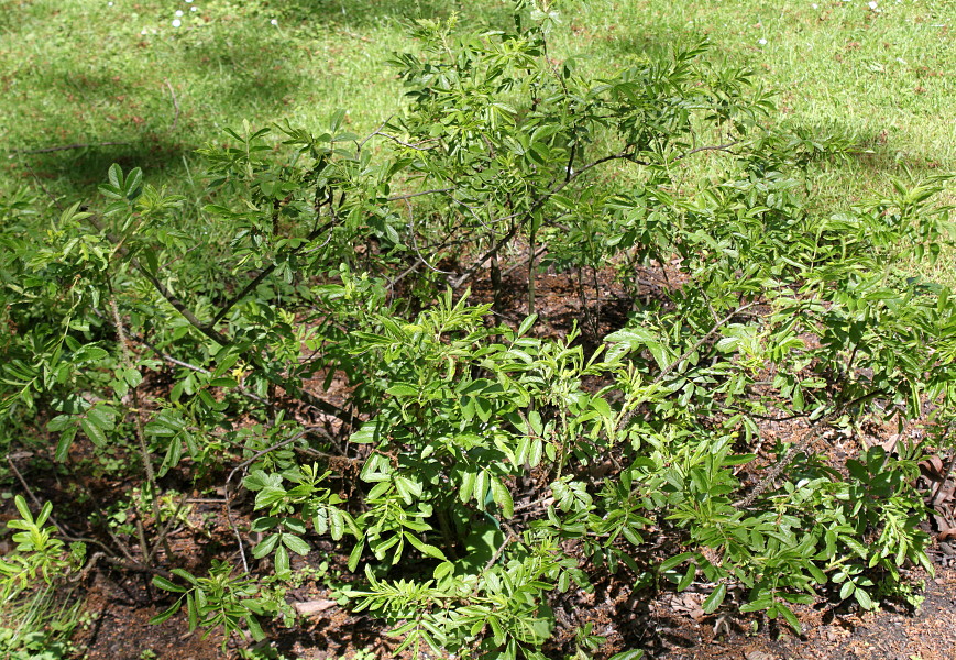 Image of Rosa arvensis specimen.