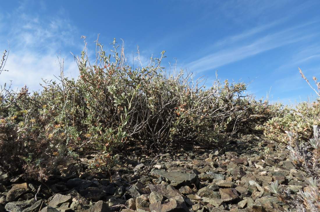 Image of Atriplex cana specimen.