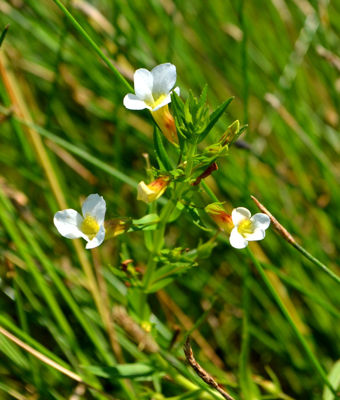 Изображение особи Gratiola officinalis.