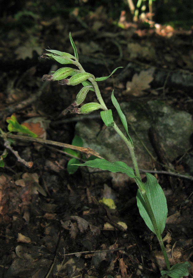 Image of Epipactis krymmontana specimen.