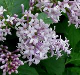 Syringa josikaea