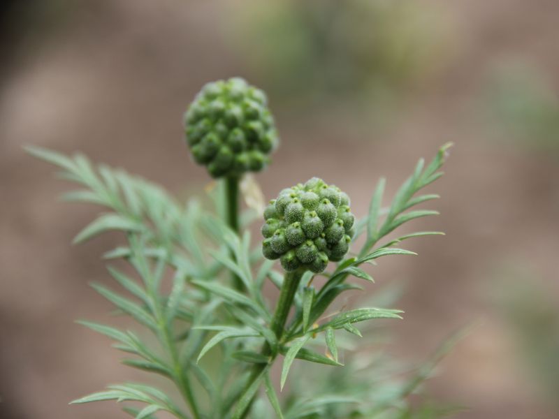 Изображение особи Adonis turkestanica.