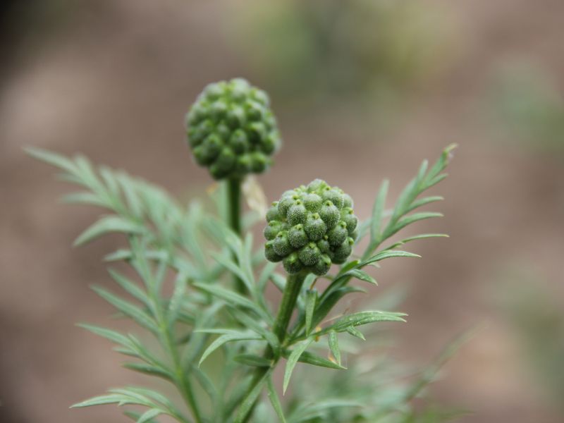 Image of Adonis turkestanica specimen.