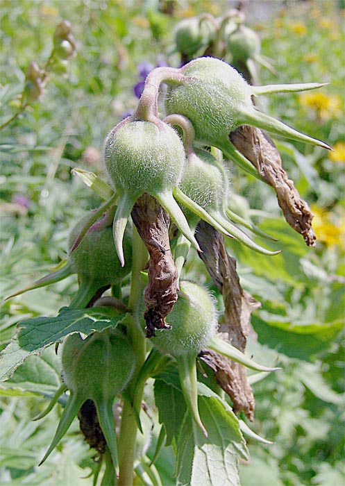 Изображение особи Campanula latifolia.