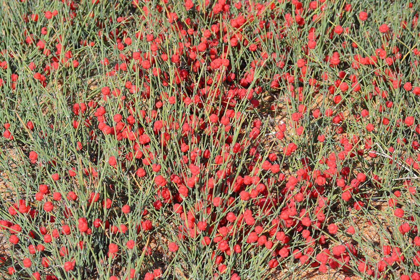 Image of Ephedra distachya specimen.