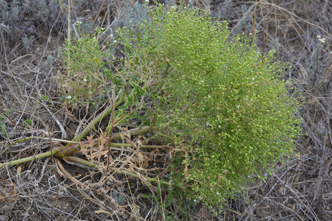 Image of Crambe aspera specimen.