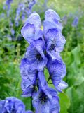 Aconitum talassicum. Верхушка соцветия. Узбекистан, Ташкентская область, Чаткальский хр. Чаткальский заповедник, урочище Ташкескен. 12.08.2013.