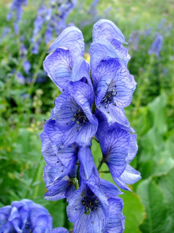 Изображение особи Aconitum talassicum.