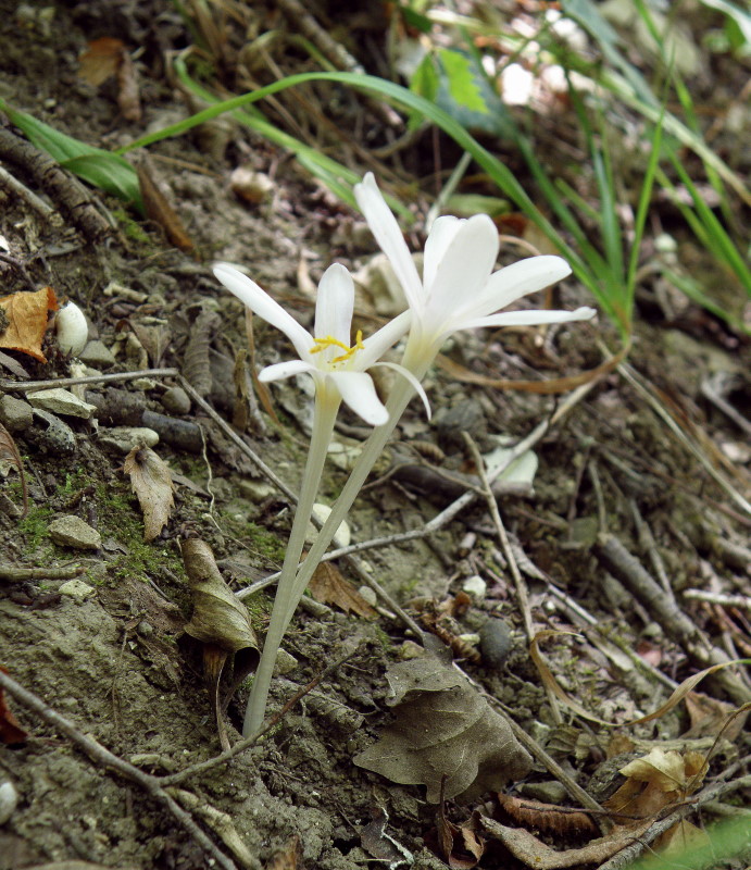 Изображение особи Colchicum umbrosum.