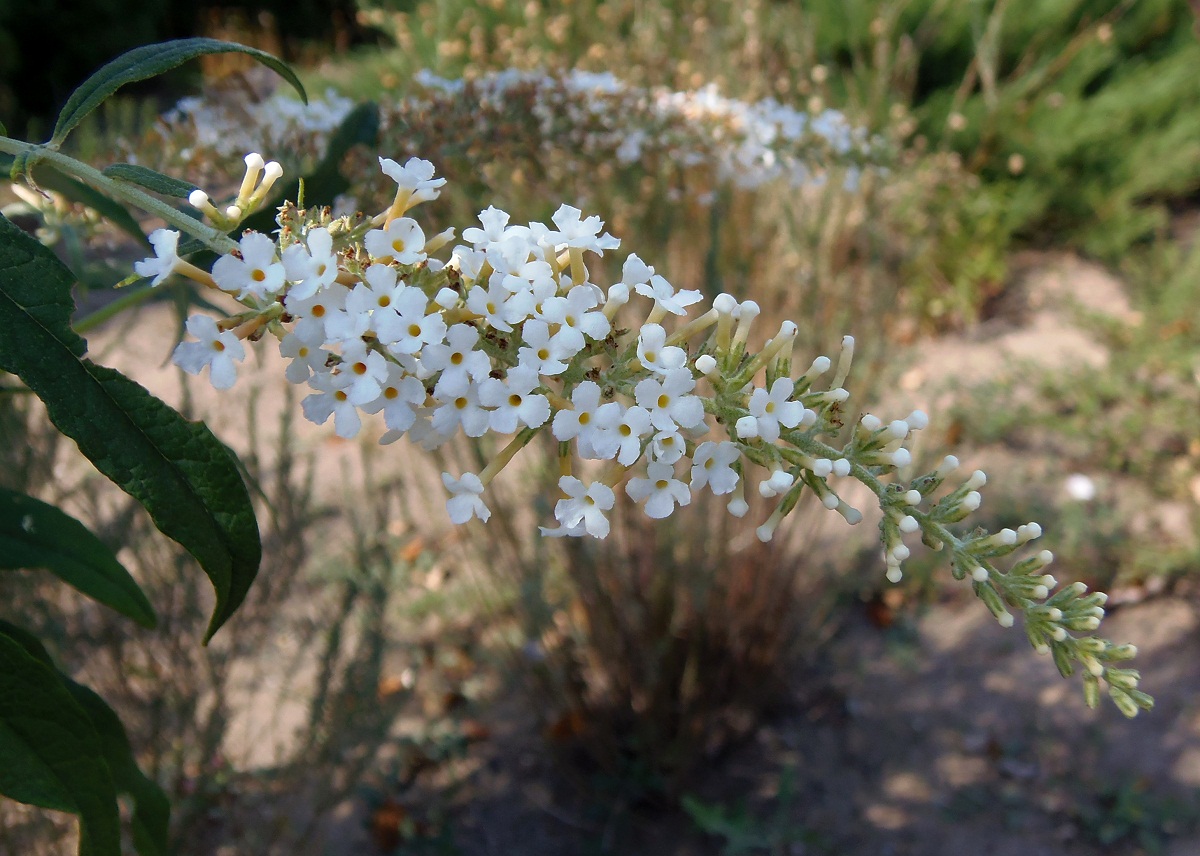 Изображение особи Buddleja davidii.