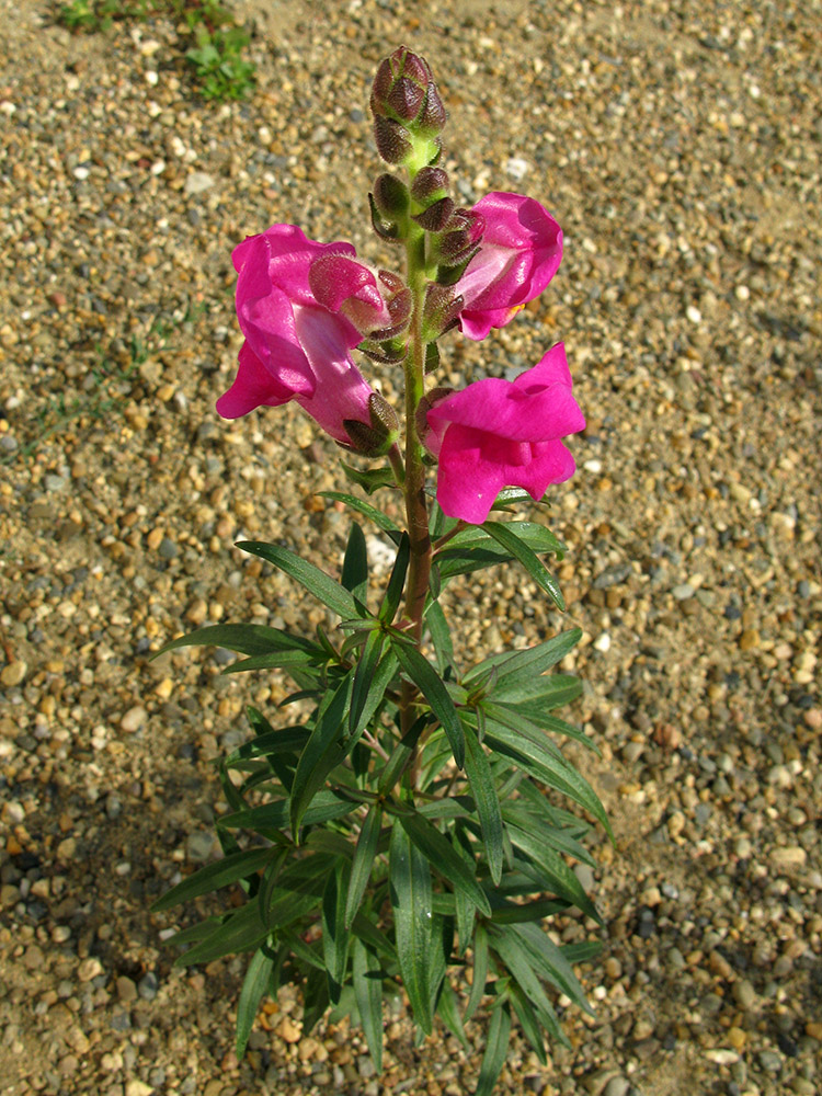 Image of Antirrhinum majus specimen.