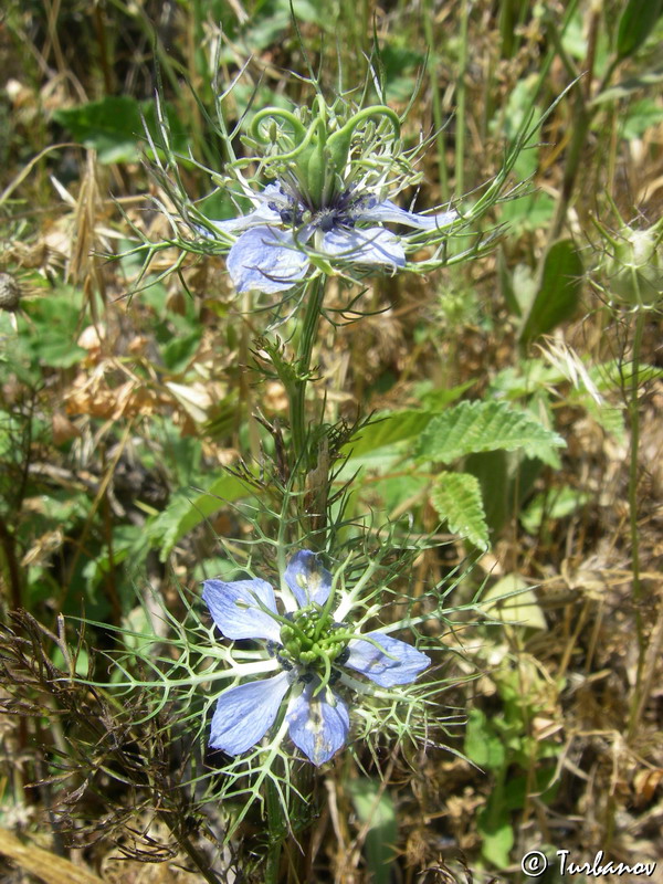 Изображение особи Nigella damascena.