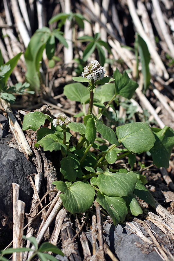 Изображение особи Valeriana ficariifolia.