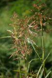 genus Sorghum