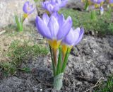 Crocus subspecies sublimis