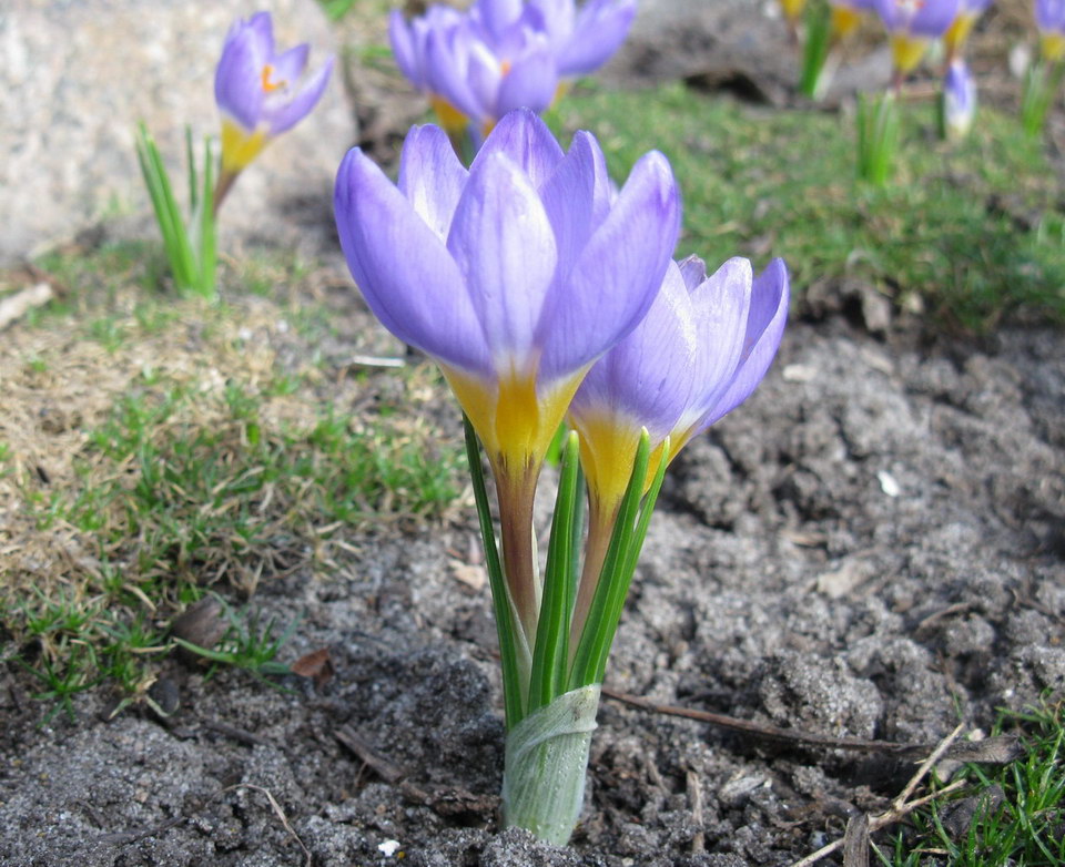 Изображение особи Crocus sieberi ssp. sublimis.