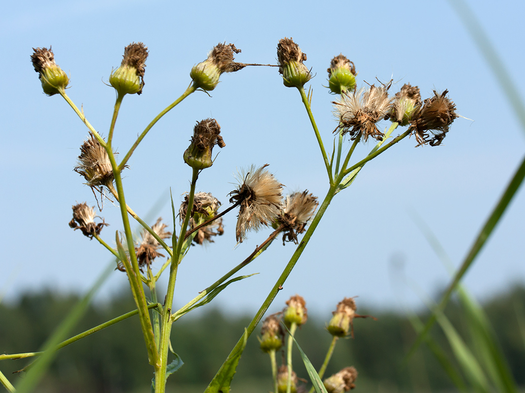 Image of Senecio paludosus specimen.