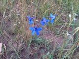 Delphinium grandiflorum. Цветущее растение. Хакасия, оз. Белё. 04.07.2013.
