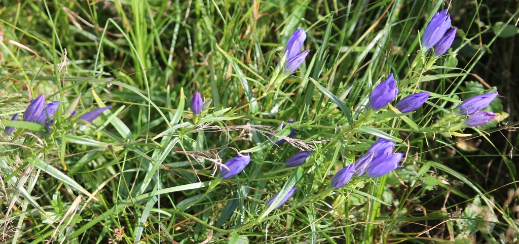 Изображение особи Gentiana pneumonanthe.