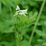 Corydalis capnoides. Верхушка цветущего растения. Иркутск, роща \"Звёздочка\". 12.06.2013.