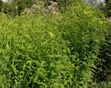Helianthella quinquenervis