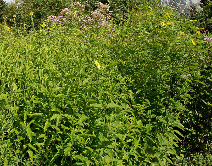 Image of Helianthella quinquenervis specimen.