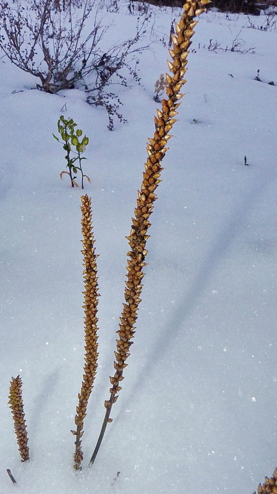 Изображение особи Plantago major.