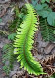 Polystichum munitum. Вайя. Германия, г. Дюссельдорф, Ботанический сад университета. 04.09.2013.