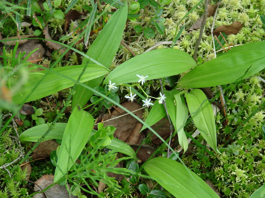 Изображение особи Smilacina trifolia.