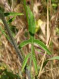 Sisymbrium orientale. Средняя часть стебля с листом. Южный Берег Крыма, пос. Отрадное, рядом с тропой возле виноградника. 20.05.2013.