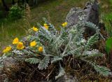 Potentilla sericea. Цветущее растение. Респ. Хакасия, Бейский р-н, долина р. Уй, южный горный склон. 16.05.2013.