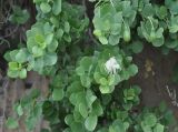 Capparis cartilaginea. Верхушка ветви с цветком и незрелыми плодами. Сокотра, мыс Дихамри. 29.12.2013.