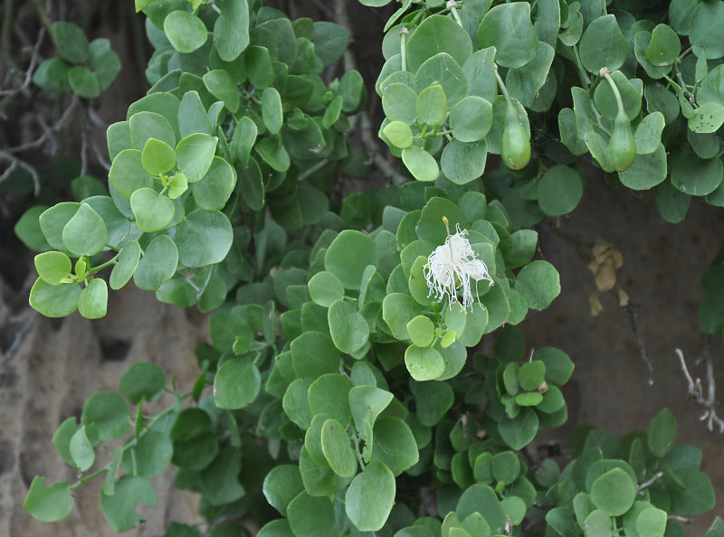 Image of Capparis cartilaginea specimen.